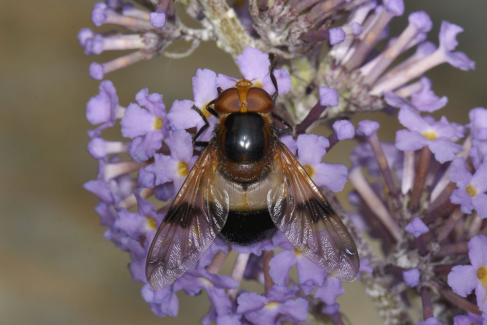 Syrphidae: Volucella bombylans